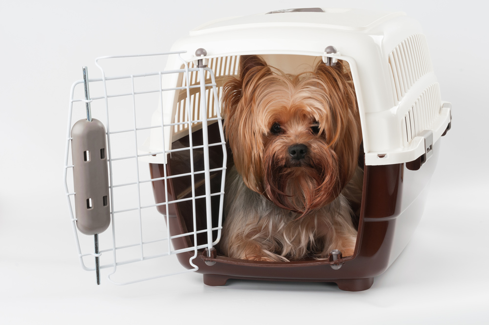 Flying with your furry friends: necessary documents