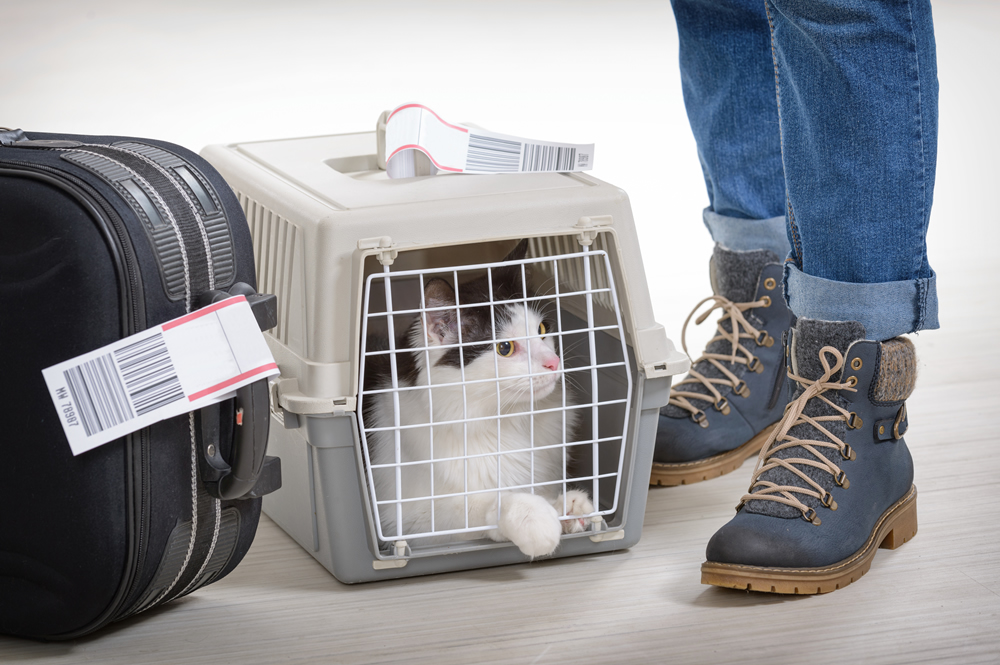 Volar con animales: a bordo de Albastar con perros y gatos