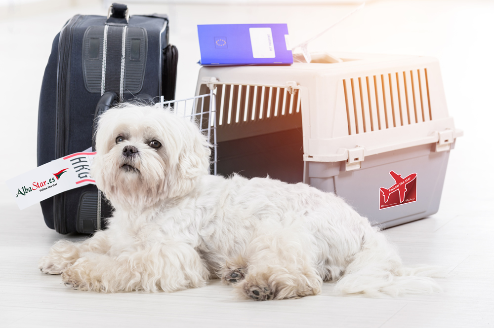 ¿Conoces las reglas sobre el transporte de animales en avión?